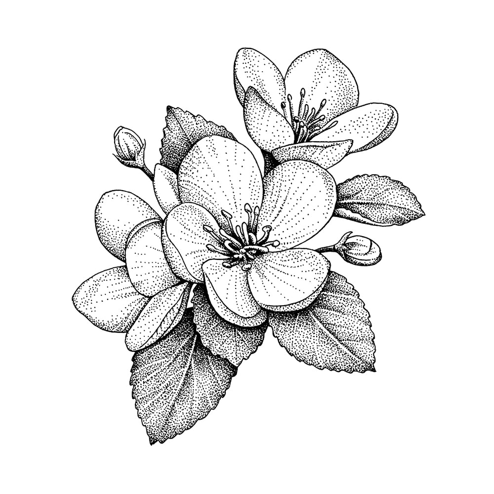 Apple Blossom 4 x 4 in