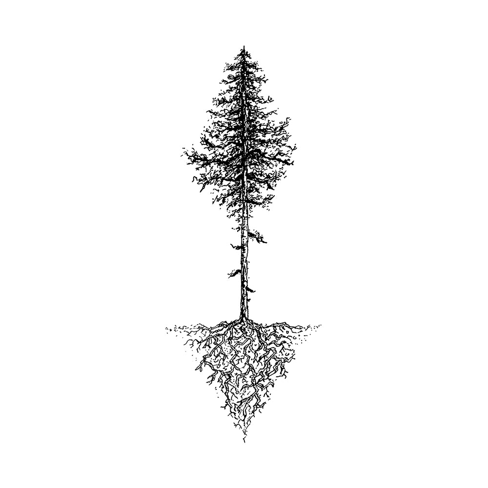 Rooted Pine 6 x 3 in