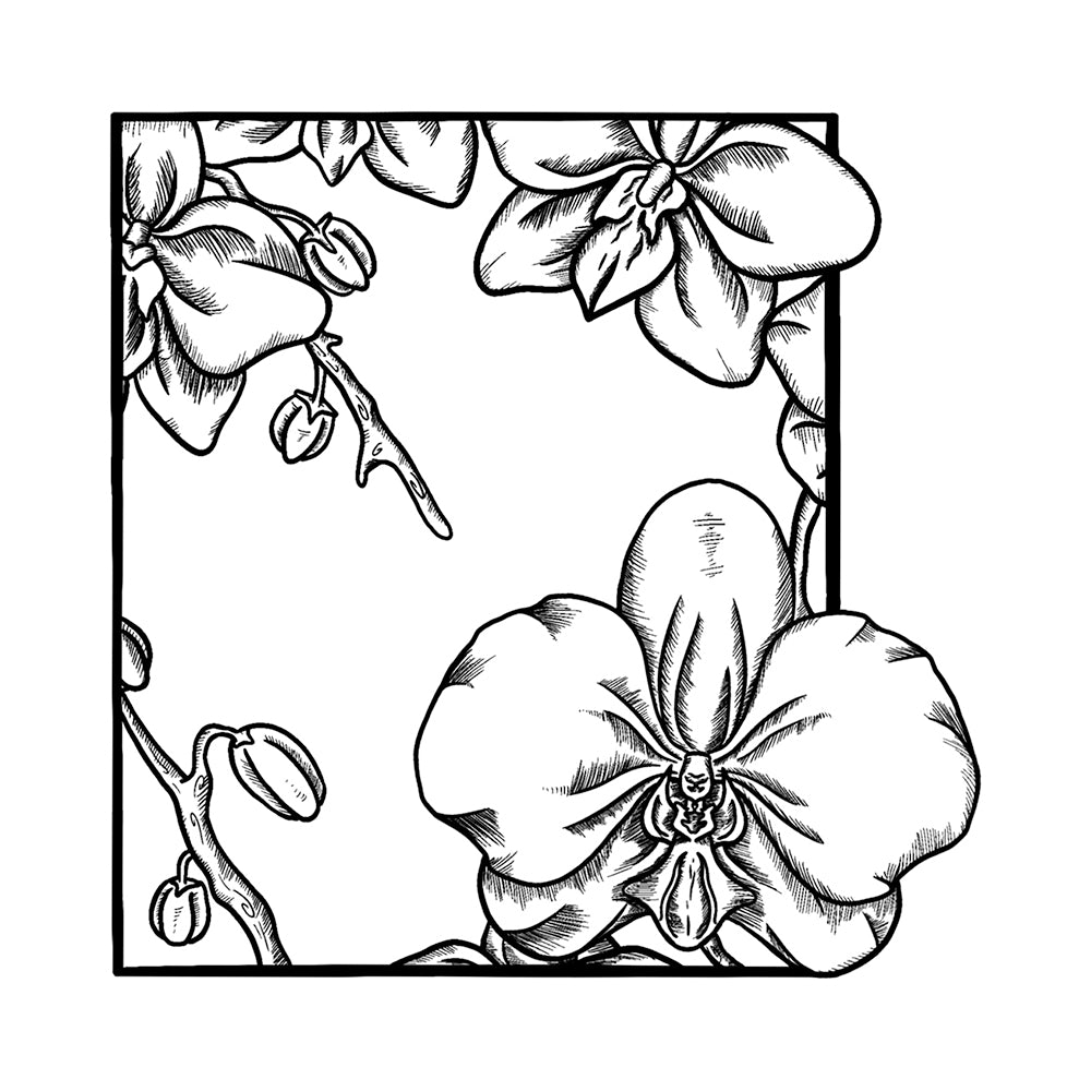 Orchid Study 4 x 4 in