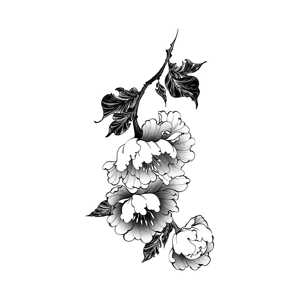 Stages of Peonies 10 x 6 in