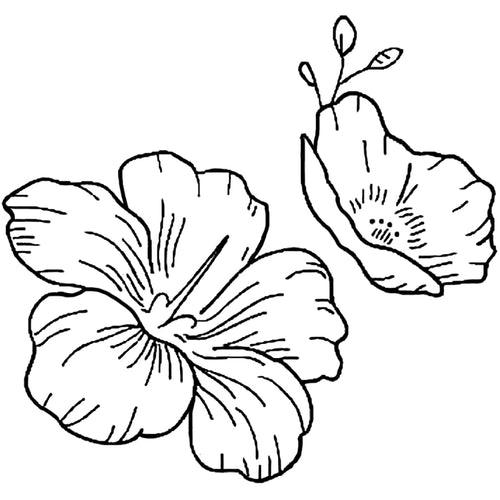 Camellia 3 x 3 in