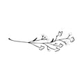 Gossypium 5 x 2 in