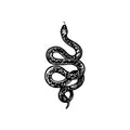 Coiled Viper 6 x 4 in