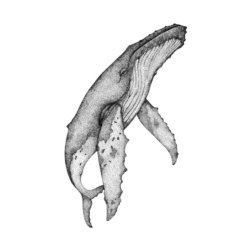 Humpback 6 x 4 in