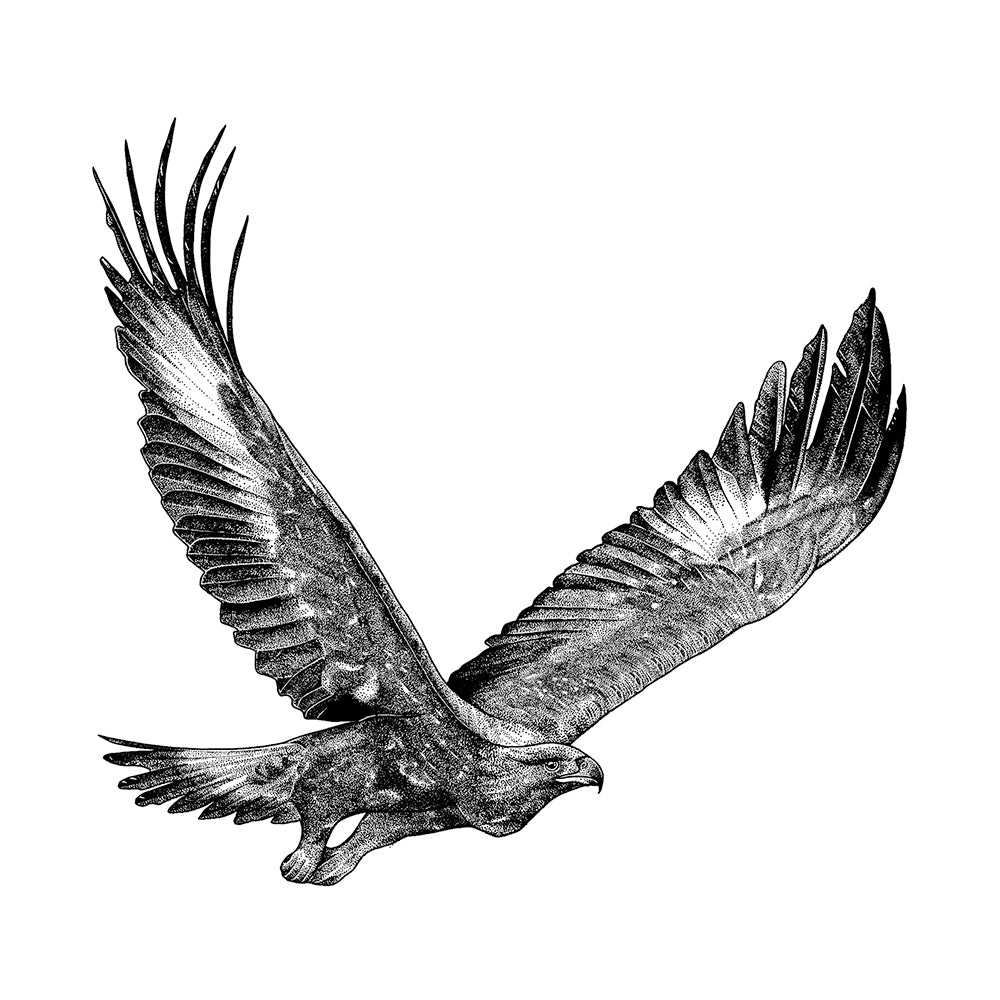 Born To Fly 6 x 6 in