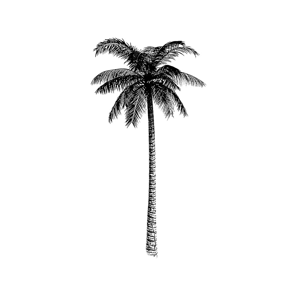 Palmera 6 x 3 in