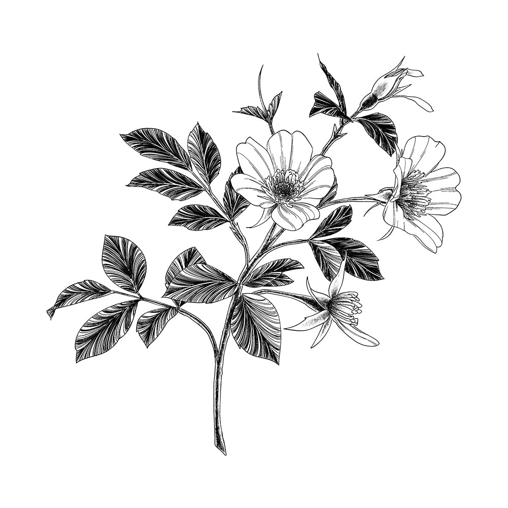 Branching Out 6 x 6 in