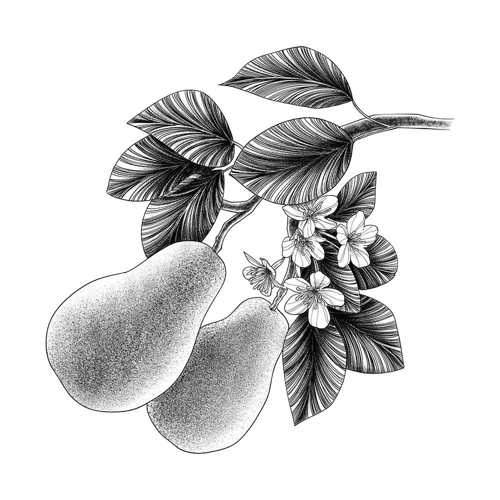 Sweet Pear 6 x 6 in